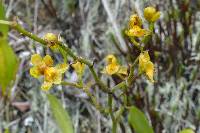 Cyrtochilum soennemarkii image