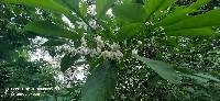 Solanum corumbense image