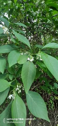 Solanum corumbense image