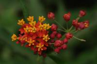 Asclepias curassavica image