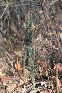 Praecereus euchlorus image