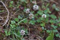 Trifolium repens image