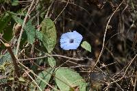 Ipomoea regnellii image