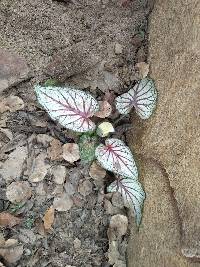 Caladium bicolor image