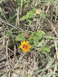 Lantana camara image