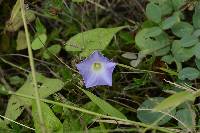 Ipomoea aristolochiifolia image