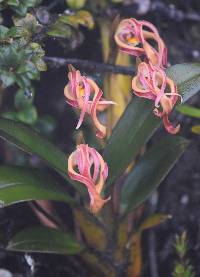 Maxillaria floribunda image