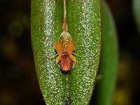 Lepanthes mucronata image