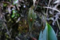 Lepanthes mucronata image