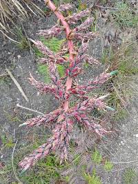 Puya parviflora image