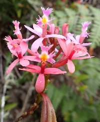 Epidendrum secundum image