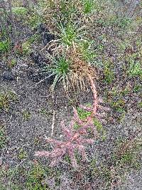 Puya parviflora image