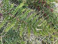 Coriaria ruscifolia image