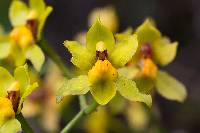 Cyrtochilum soennemarkii image