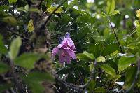 Passiflora cumbalensis image