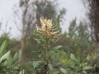 Oreocallis grandiflora image