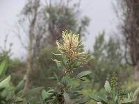 Oreocallis grandiflora image