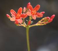 Jatropha nudicaulis image