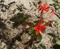 Jatropha nudicaulis image