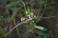 Myrrhinium atropurpureum image