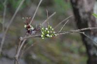 Myrrhinium atropurpureum image