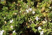 Clinopodium nubigenum image