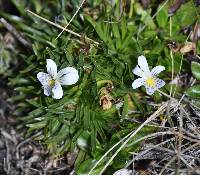 Viola pygmaea image