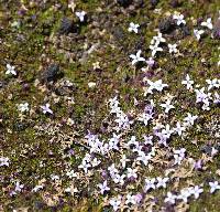 Arcytophyllum filiforme image