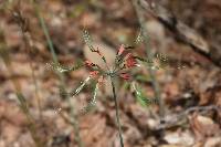 Eucrosia eucrosioides image