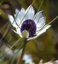 Eryngium humile image