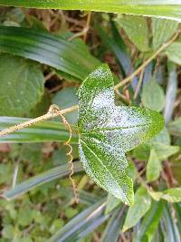 Passiflora loxensis image