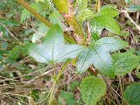 Passiflora loxensis image