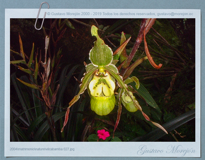 Phragmipedium richteri image