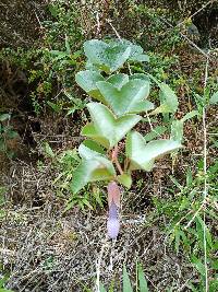 Passiflora cumbalensis image