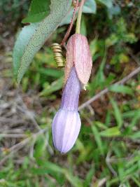 Passiflora cumbalensis image