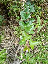 Passiflora cumbalensis image