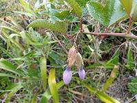 Passiflora cumbalensis image