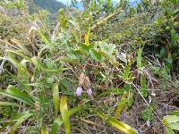 Passiflora cumbalensis image