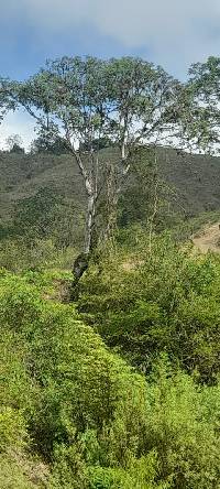 Vachellia macracantha image