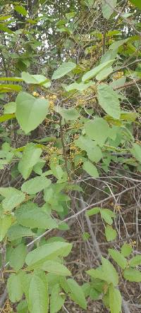 Guazuma ulmifolia image