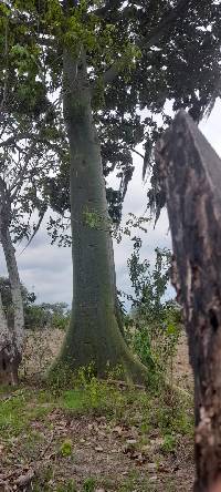 Ceiba trischistandra image