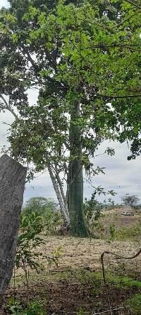 Ceiba trischistandra image