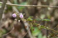 Mimosa albida image