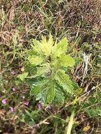 Cantua quercifolia image