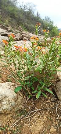 Asclepias curassavica image