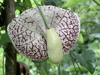 Aristolochia littoralis image