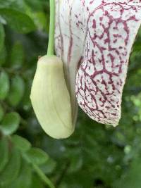 Aristolochia littoralis image