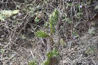 Opuntia quitensis image