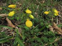 Calceolaria tripartita image