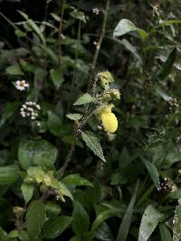 Calceolaria tripartita image